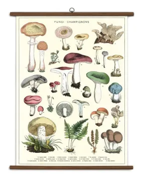  Mushrooms  School Chart