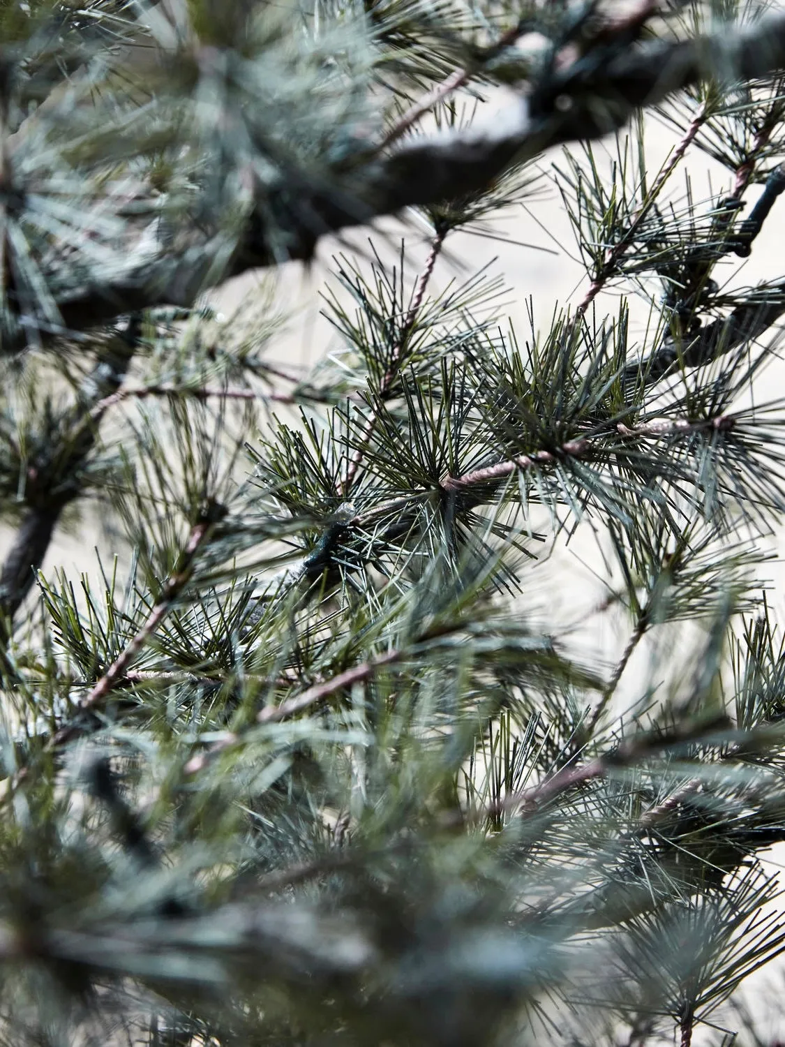 Weihnachtsbaum Pin natur